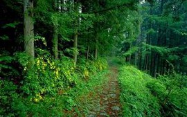 Quảng Ngãi phục hồi bền vững 9.300 ha rừng phòng hộ